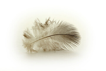 Feather on a white background. Texture background.