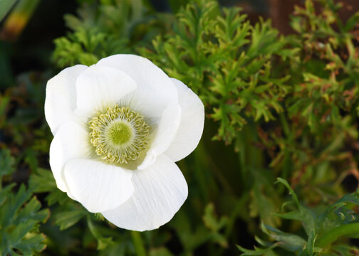 Beautiful white anemone flowers