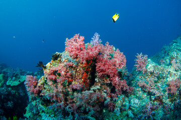 Beautiful, colorful corals on a tropical coral reef .