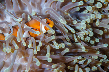 Clowfish peers out from between the tentacles of its home anemone on a coral reef.