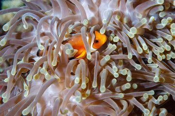 Clowfish peers out from between the tentacles of its home anemone on a coral reef.