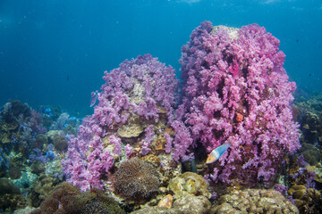 Beautiful, colorful corals on a tropical coral reef .