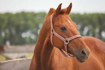 Obraz premium close-up portrait of a red horse