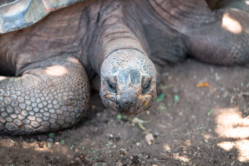 Big Turtle Close up Portrait at Zoo