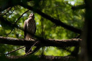 Cooper's hawk perched on tree branch looking forward.
