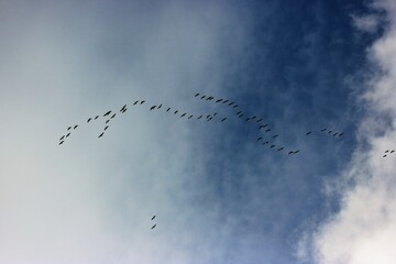 birds in flight