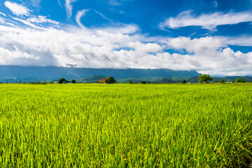 A large area of rice fields with mountains background under the blue sky in Hualien, Taiwan.