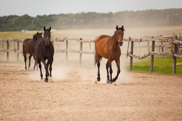 Horses running around around in the paddock