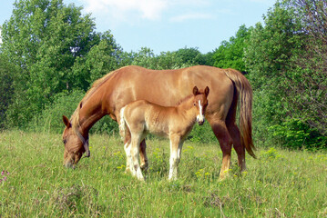 Naklejka na ściany i meble Brown horse and brown foal on green pasture meadow with green grass