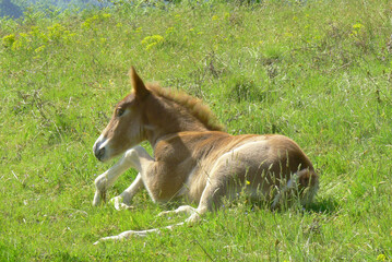 Naklejka na ściany i meble Horse foal lying down on grass