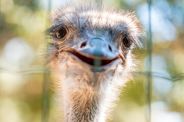 Funny Ostrich Close Up Portrait at Zoo