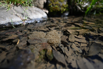 Frog eggs in a clear stream 