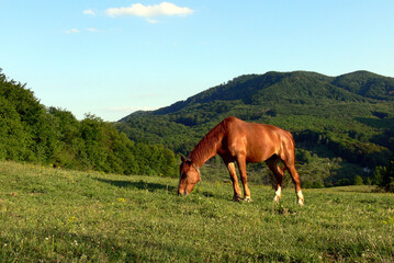 Summer landscape with grazing horse on a background of green mountains