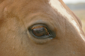 Close up of a horse's eye