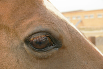 Close up of a horse's eye