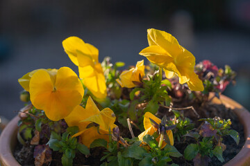 Obraz na płótnie Canvas Yellow spring pansies blooming in the early morning sunlight