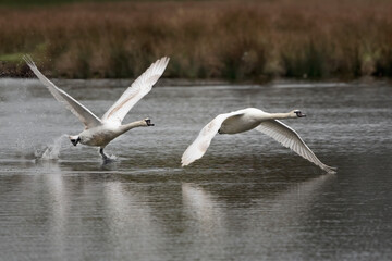 flying and walking on water