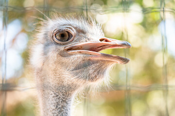 Funny Ostrich Close Up Portrait at Zoo