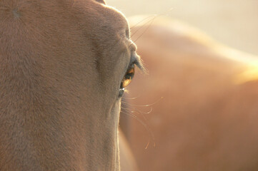 Close up of a horse's eye