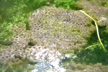 Frog eggs in a clear stream 