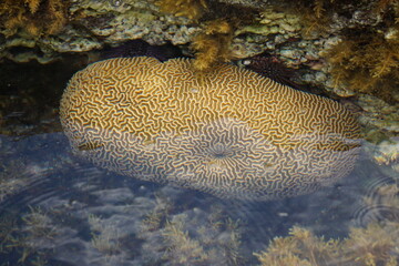 coral reef in the sea on the tropical island of La Réunion, France