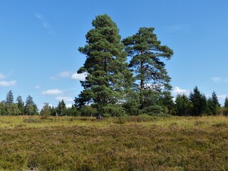 Zwei grosse Kieferb&auml;ume mit Heidelandschaften 