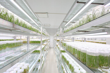 Seedlings, growth, utensils, laboratory, in a row