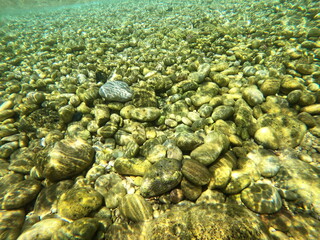 coral reef in the sea