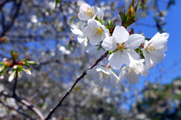 桜