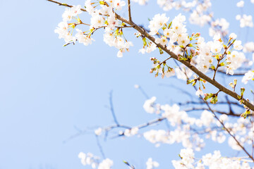 (自然ｰ花)青空とさくらの花びら１