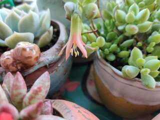 succulent plant with flower