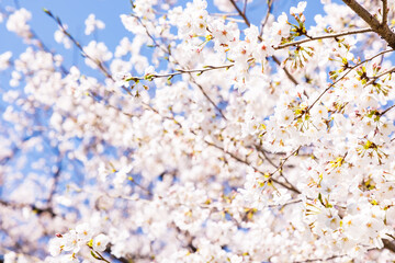 (自然ｰ花)青空とさくらの花びら６