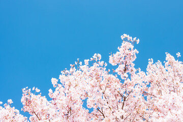 (自然ｰ花)青空とさくら１０