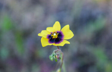 Lisbon false sun-rose or woolly rock rose