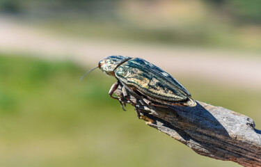 Jewel Beetle (Buprestis splendens)