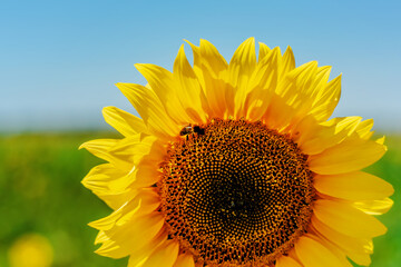 Obraz premium sunflower on the field and blue sky