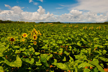 Fototapeta na wymiar Extensive deserted sunflower plantation