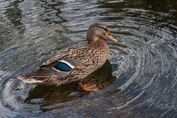 Canard colvert