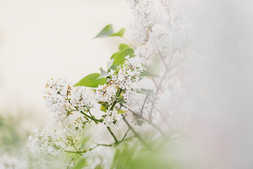 Beautiful flowering background