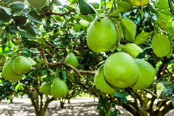 Pomelo fruit or shaddock tree in the garden of agriculture plantation, Hualien Taiwan.