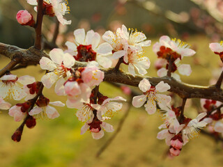 Apricot tree flowers, soft focus. Spring white flowers on a fruit tree branch. Apricot tree in bloom. Spring season, white flowers of apricot tree, close-up. 