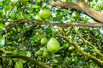 Pomelo fruit or shaddock tree in the garden of agriculture plantation, Hualien Taiwan.