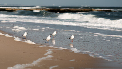 seagulls on the beach