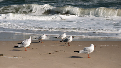 seagulls on the beach