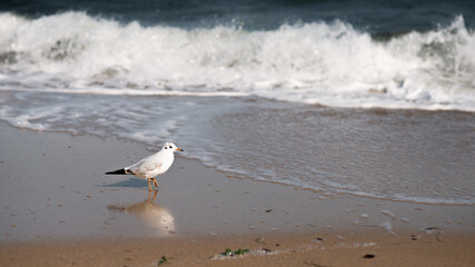 seagulls on the beach