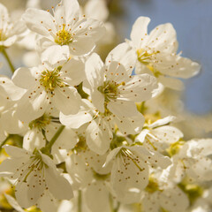 Blooming branch of sweet cherry tree. Spring cherry blossom in garden, soft focus. White fruit flowers on blurred background. Natural backgrounds.
