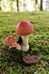Fly Agaric