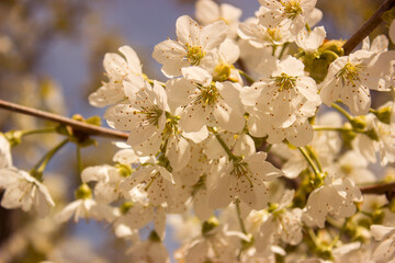 Blooming branch of sweet cherry tree. Spring cherry blossom in garden, soft focus. White fruit flowers on blurred background. Natural backgrounds.