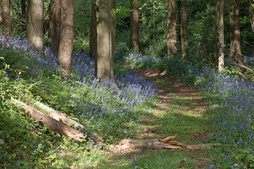 Woodland path with bluebell flowers, Hyacinthoides non-scripta, in dappled spring sunlight, Shropshire, UK