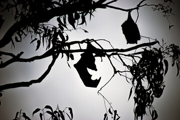 silhouette of two flying foxes, or fruit bats, hanging upside down in a tree
